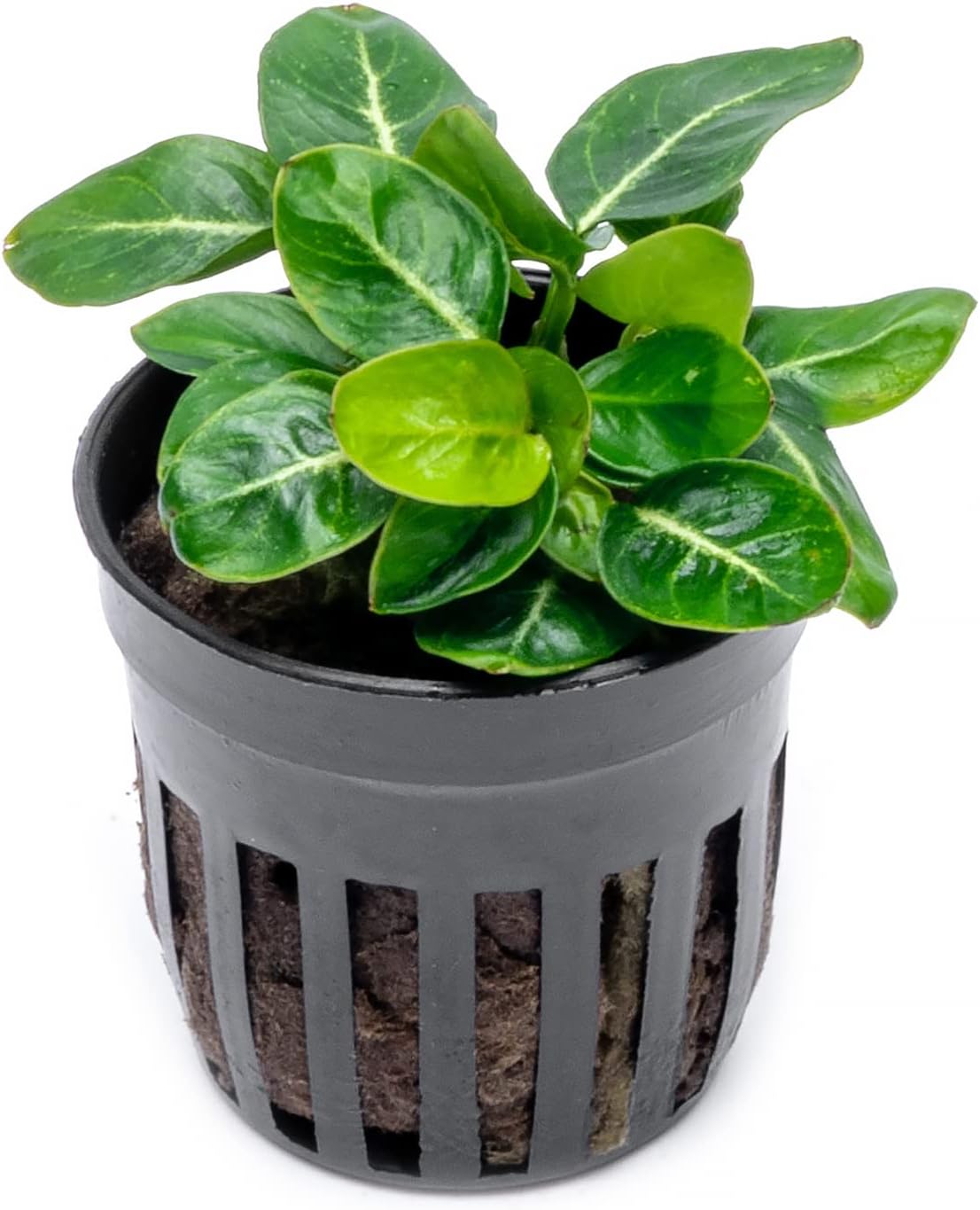 Aquarium Accessories