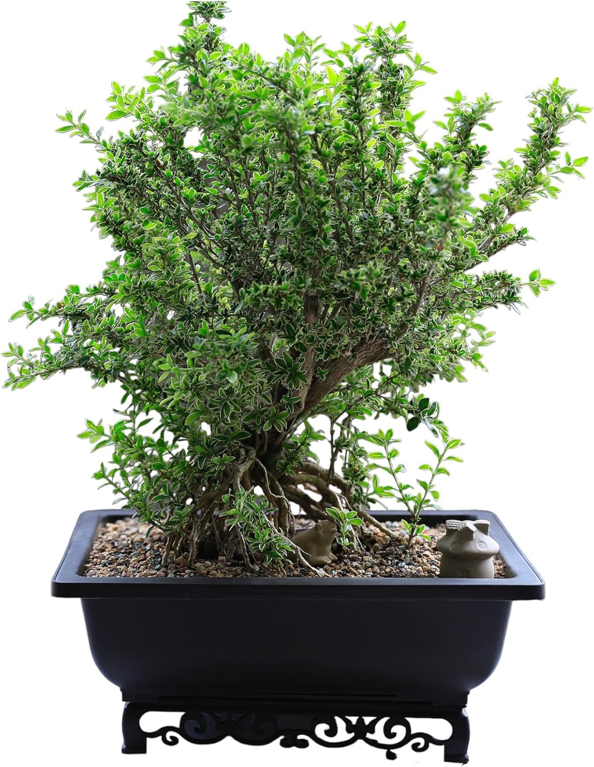 Gardening & Lawn Care